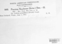 Puccinia heucherae image